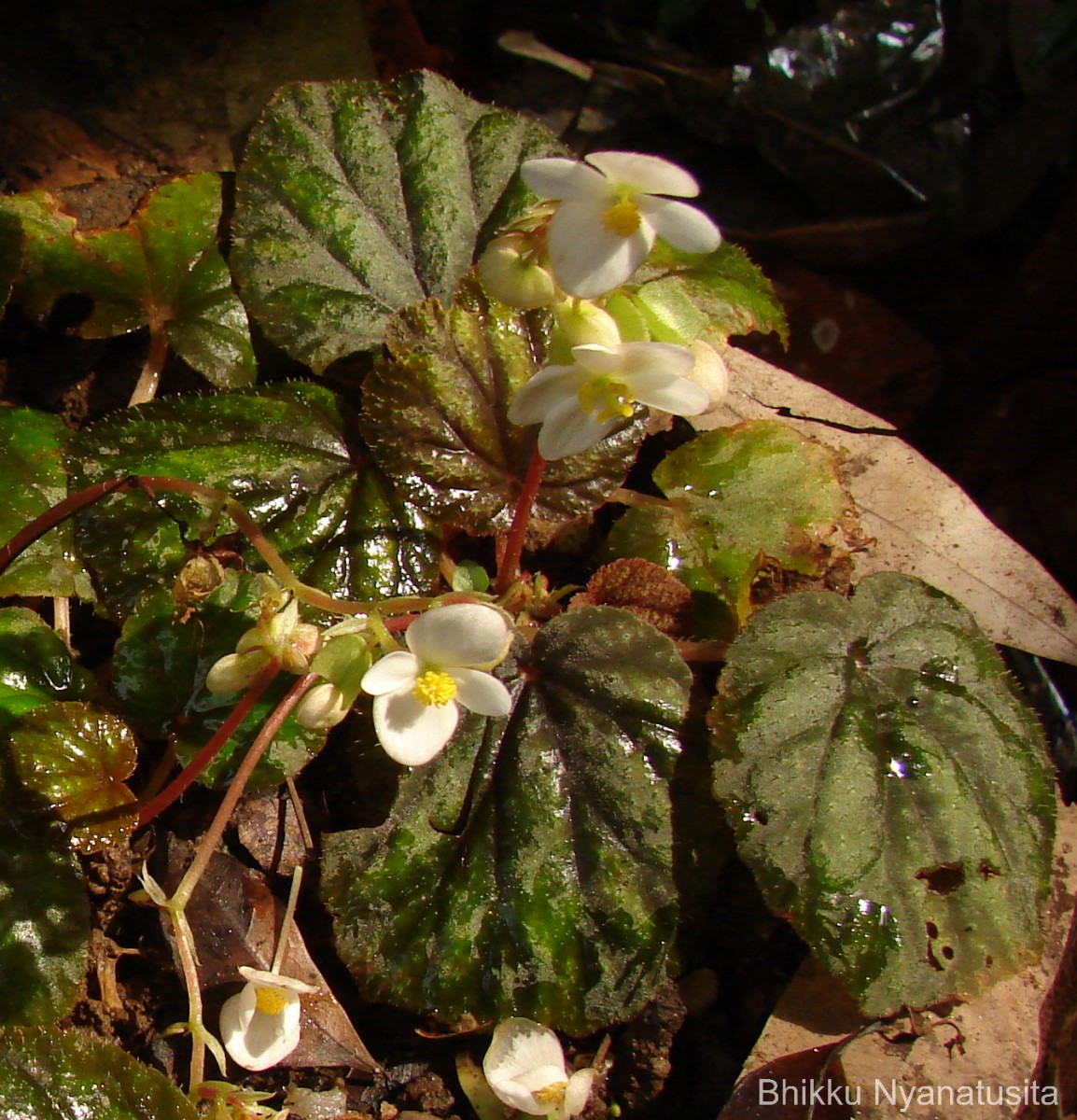 Begonia tenera Dryand.